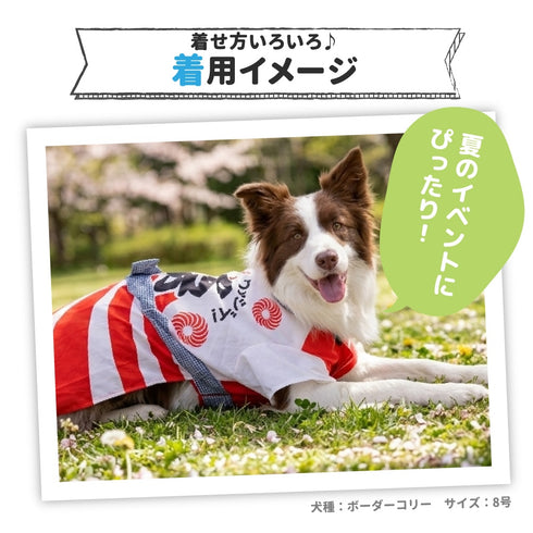 pipi お祭りはっぴ 中大型犬 ペット用品 26SS