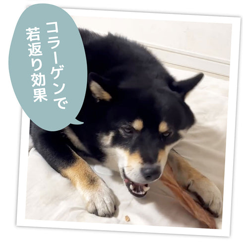 国産 無添加 牛タン皮 大容量480g 犬用おやつ 食いつき抜群