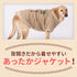 Jeep 背開きジャケット 中大型犬 ペット用品