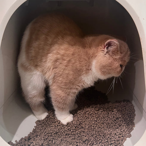 コスパのいい_木のにゃんこ砂 12L×5個(60L) 猫砂 ペット用品