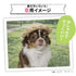 pipi ストローハット ペット用品 26SS