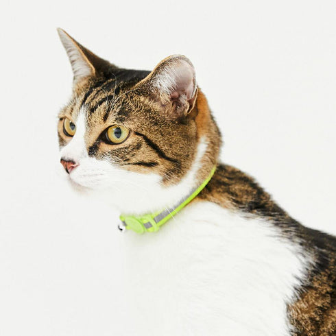 pipi CATカラー 猫用首輪 - MOFF