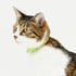 pipi CATカラー 猫用首輪 - MOFF
