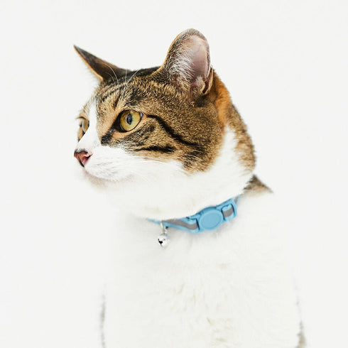 pipi CATカラー 猫用首輪 - MOFF