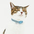 pipi CATカラー 猫用首輪 - MOFF