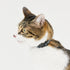 pipi CATカラー 猫用首輪 - MOFF