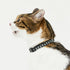 pipi CATカラー 猫用首輪 - MOFF