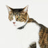 pipi CATカラー 猫用首輪 - MOFF