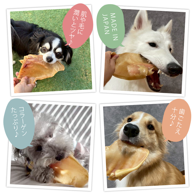 国産 豚耳姿 10枚 大容量 犬用おやつ 食いつき抜群 コラーゲン
