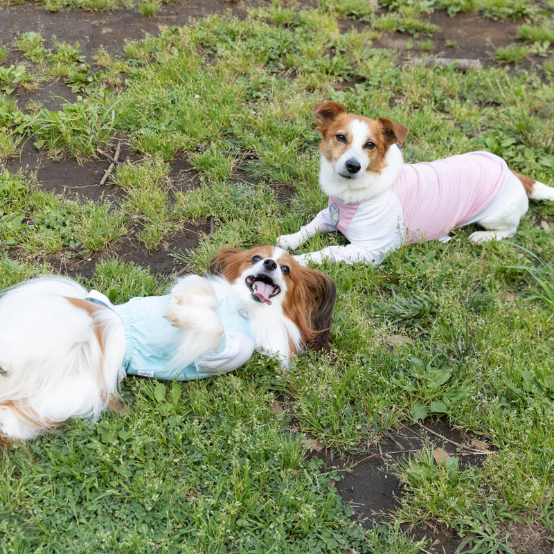 pipi 虫よけ メッシュ Tシャツ 犬 いぬ 犬服 ペットウェア ドッグウェア 春服 夏服 春夏服 ミニチュアダックス 日焼け対策 虫除け 蚊よけ 防虫 防ダニ 害虫対策