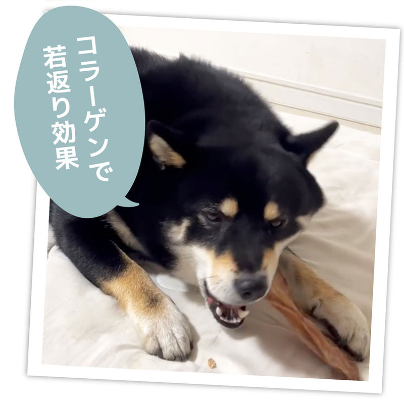 国産 牛タン皮　大容量480g 犬用おやつ 食いつき抜群