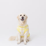 プーさんチェックシェニールニット中・大型犬 ペット用品