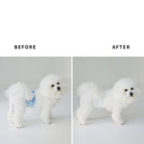 MORVAN ビション・フリーゼのマナーベルト For bichon frise