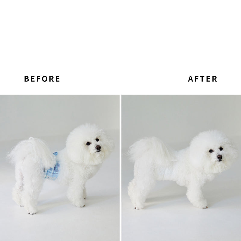 MORVAN ビション・フリーゼのマナーベルト For bichon frise