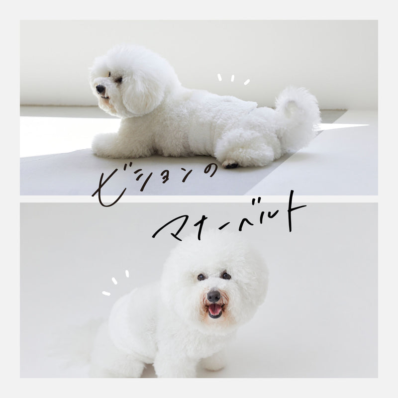 MORVAN ビション・フリーゼのマナーベルト For bichon frise