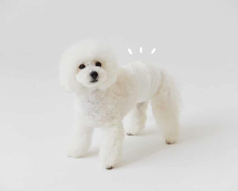 MORVAN ビション・フリーゼのマナーベルト For bichon frise