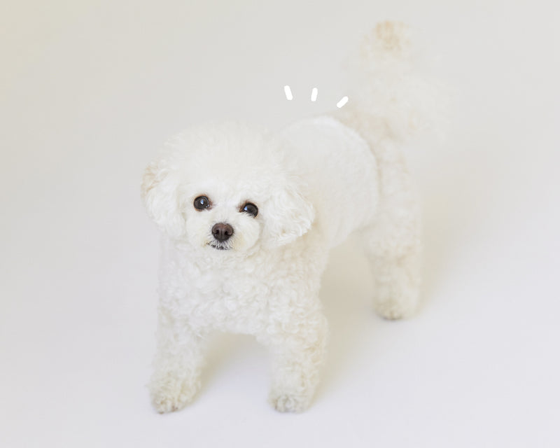 MORVAN ビション・フリーゼのマナーベルト For bichon frise