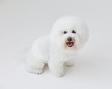 MORVAN ビション・フリーゼのマナーベルト For bichon frise